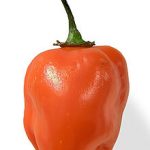 220px-Habanero_closeup_edit2