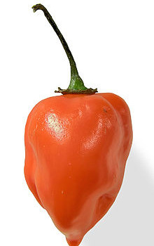 220px-Habanero_closeup_edit2