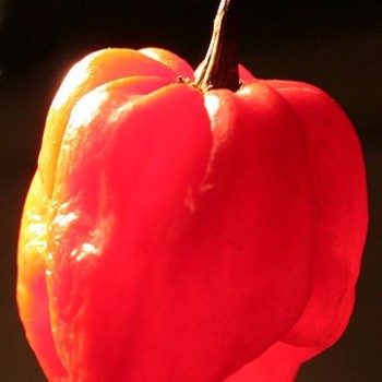 361px-Scotch-bonnet