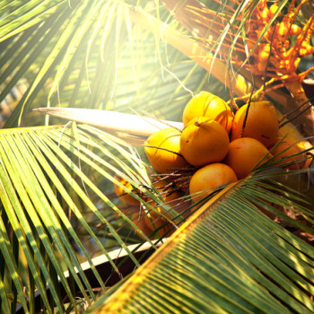Coconut